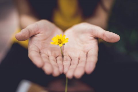 2 outstretched hands nurturning a young flower. Photo by Lina Trochez on Unsplash